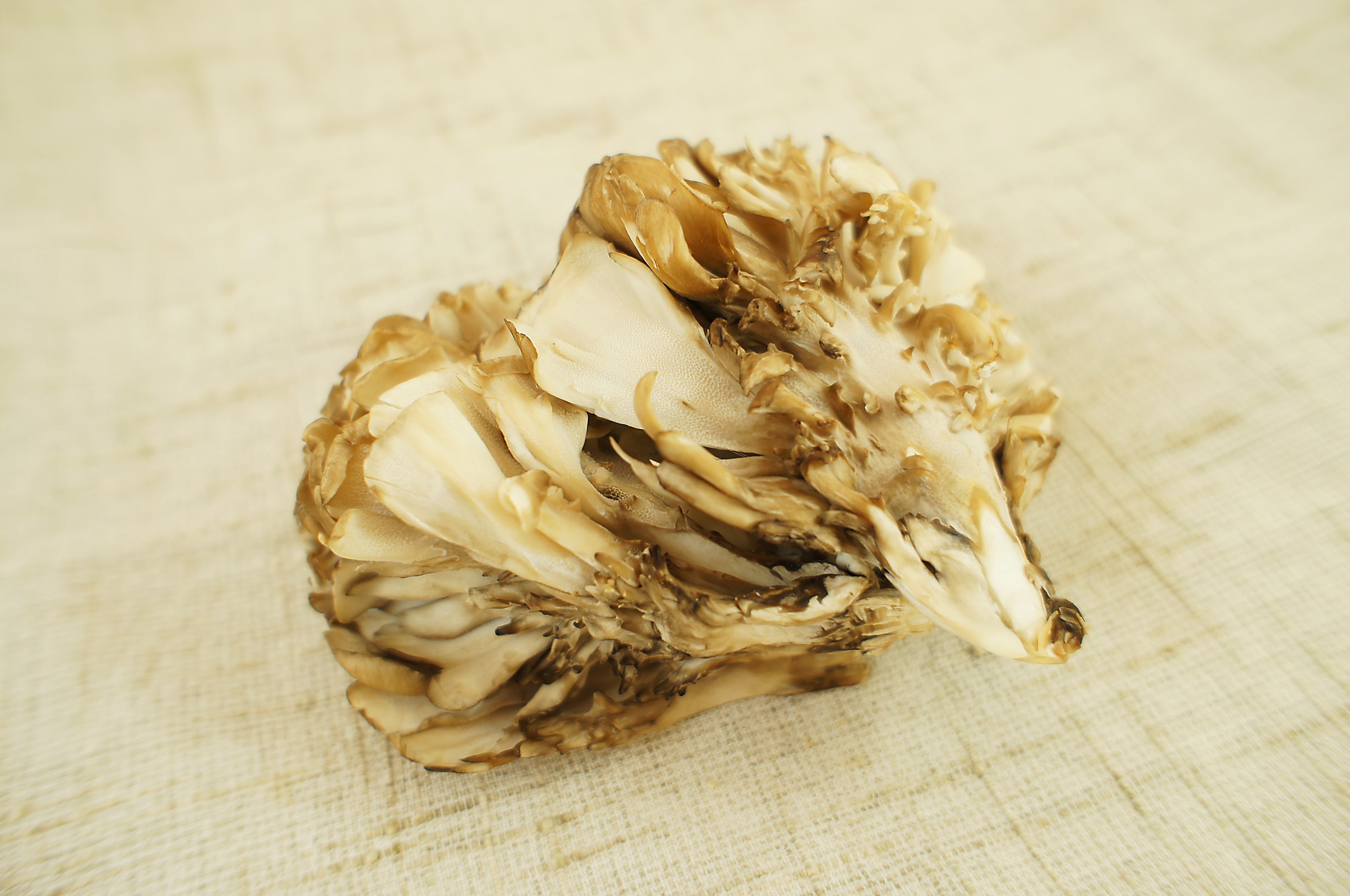 maitake02-min