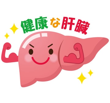 肝臓のイラスト