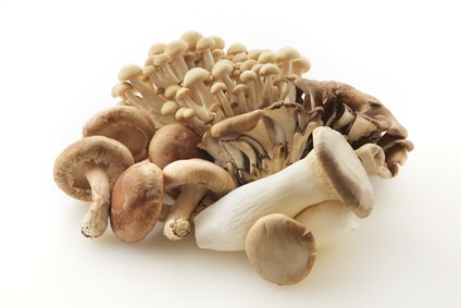 色んな種類のきのこ