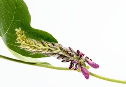 葛の花