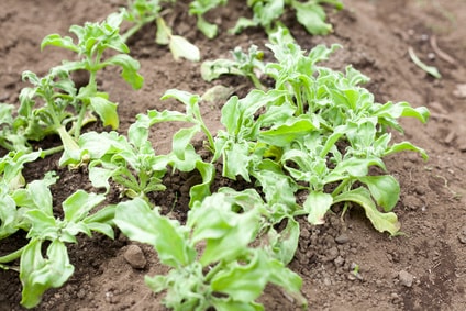 畑にあるアイスプラント