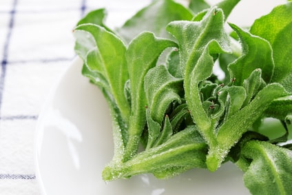 皿の上にアイスプラント