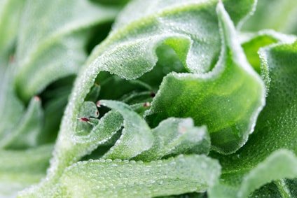 アイスプラント