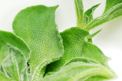 アイスプラント