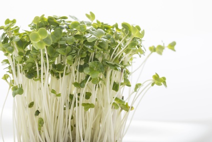 ブロッコリースプラウト