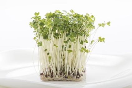 ブロッコリースプラウト